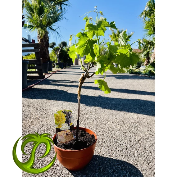 Vitis Vinifera szőlő /termő/ 35-45cm teljes magasság 
