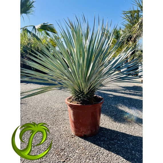 Yucca Rostrata Blue Swan 80-90cm teljes magasság