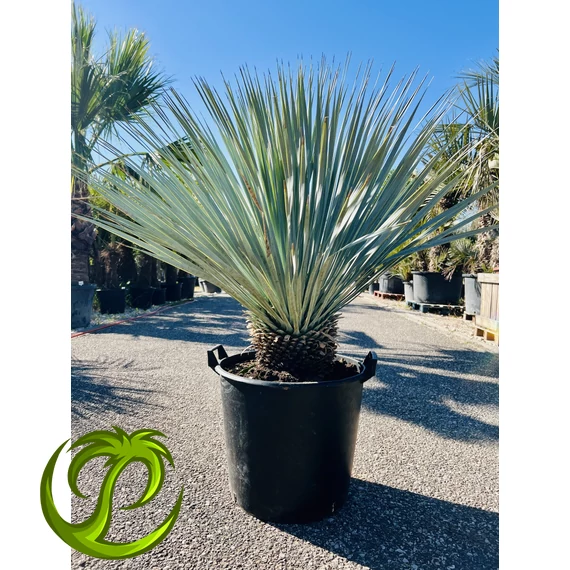 Yucca Rostrata Blue Swan 110-120cm teljes magasság