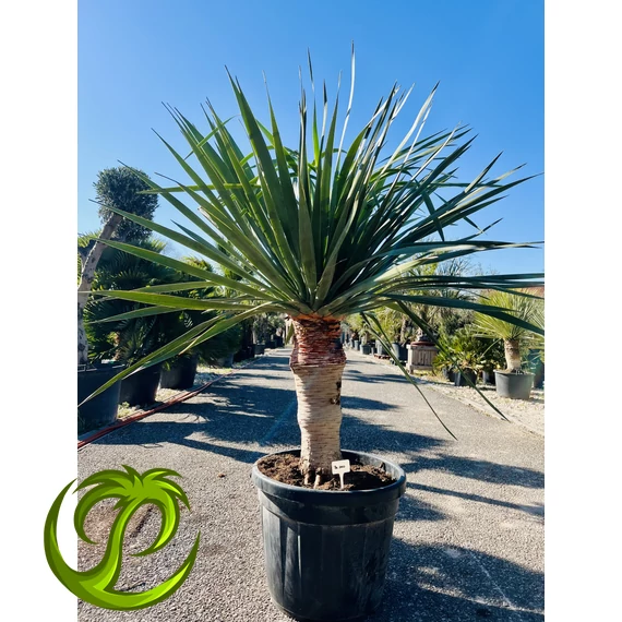 Dracaena Draco (Kanári sárkányfa) 150-170cm