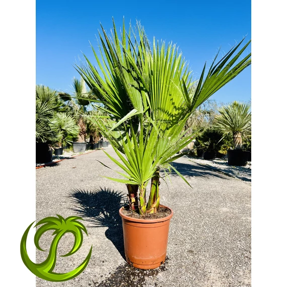 Washingtonia Robusta csoport 110-130cm teljes magasság