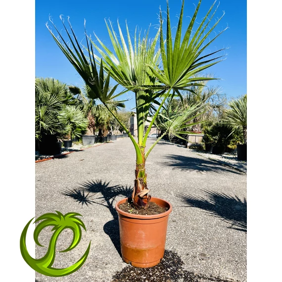Washingtonia Robusta 100-120cm teljes magasság