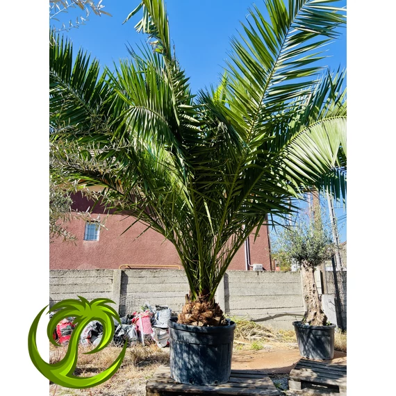 Phoenix Canariensis (Kanári datolyapálma) 40-50cm törzzsel, 300-320cm teljes magasság