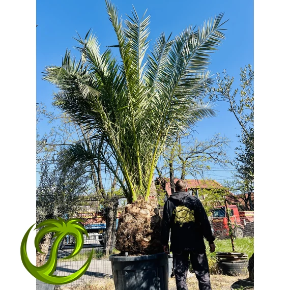Phoenix Canariensis (Kanári datolyapálma) 80-90cm törzzsel, 450-470cm teljes magasság