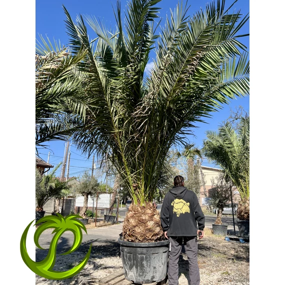 Kanári datolyapálma (Phoenix Canariensis) 70-80cm törzzsel, 430-450cm teljes magasság