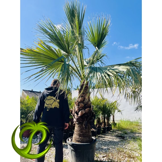 Washingtonia Filifera 130-140cm törzzsel, 350-370cm teljes magasság
