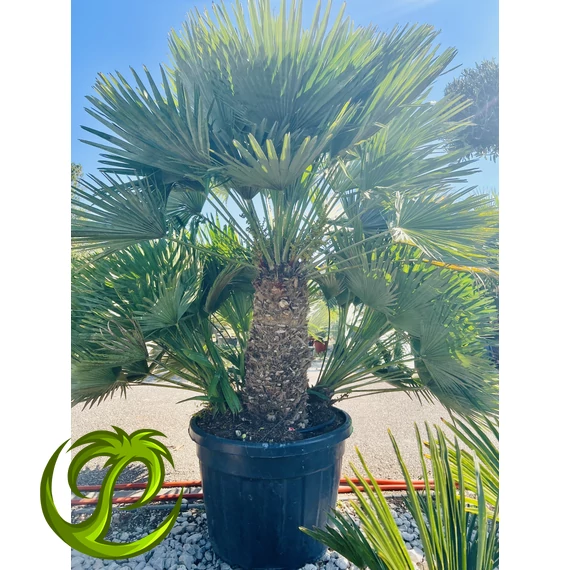 Chamaerops Humilis Vulcano csoport 210-220cm teljes méret