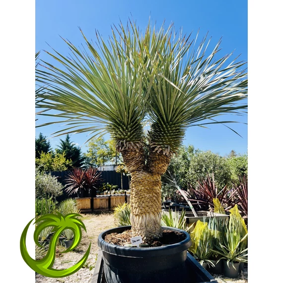 Yucca Rostrata 2 fejjel, 180cm teljes magasság