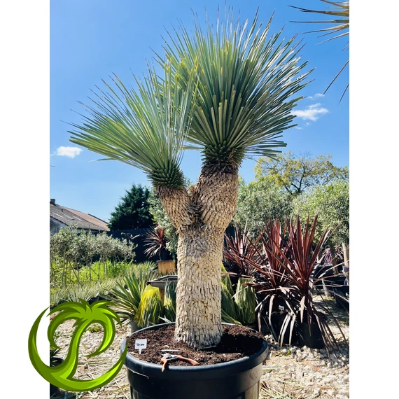 Yucca Rostrata dupla fejjel, 220cm teljes magasság
