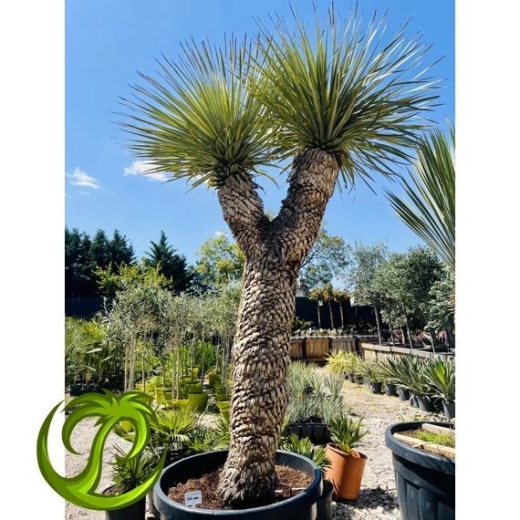 Yucca Rostrata dupla fejjel, 240cm teljes magasság