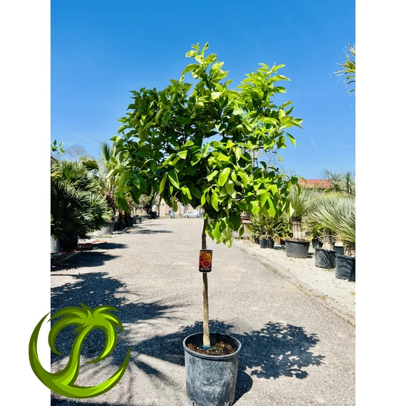 Citrus paradisi termő grapefruit fa 160-170cm teljes magasság
