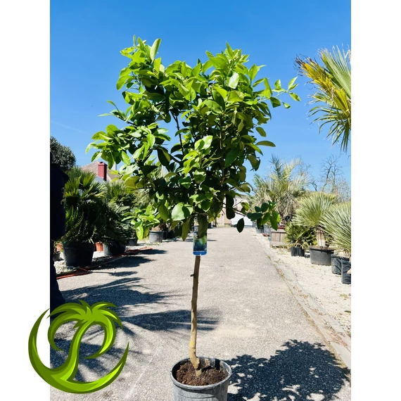 Citrus latifolia - Lime (termő) 170-180cm teljes magasság