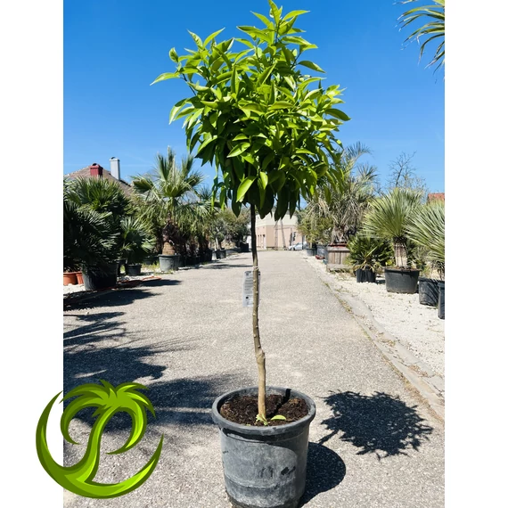 Citrus reticulata termő mandarinfa 130-150cm teljes magasság