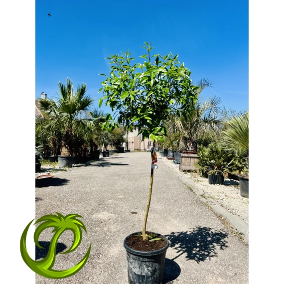 Kumquat (termő) törpemandarin 150-160cm teljes magasság