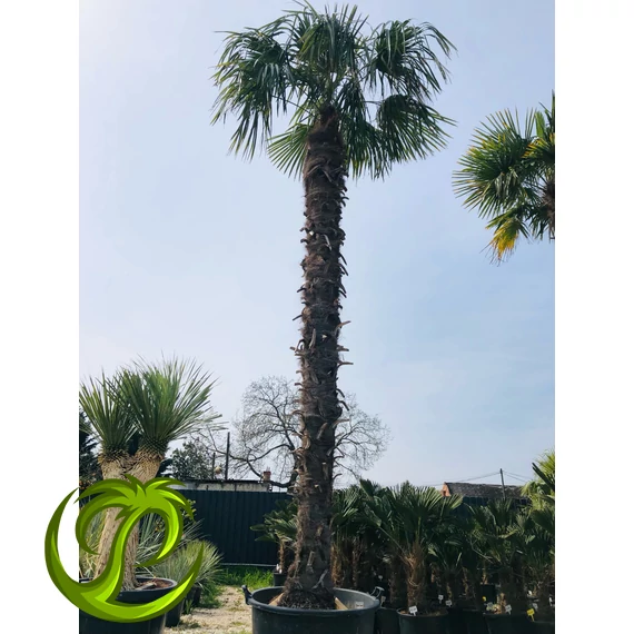 Kínai kenderpálma (trachycarpus fortunei) 360cm törzzsel, 480cm teljes magasság