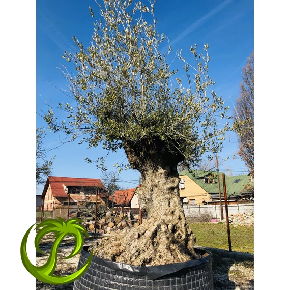Olea Europaea őstörzses 10.