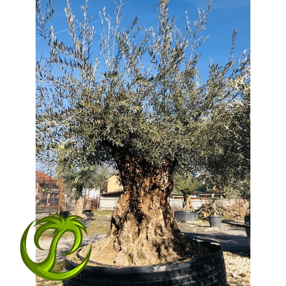 Olea Europaea őstörzses 14.