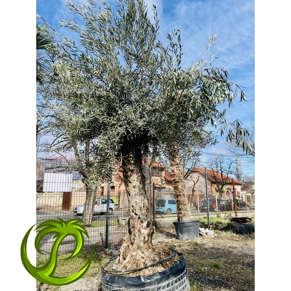 Őstörzses Olea Europaea 8