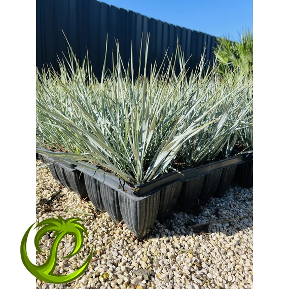 Yucca Rostrata 40-50cm tálcás cserépből