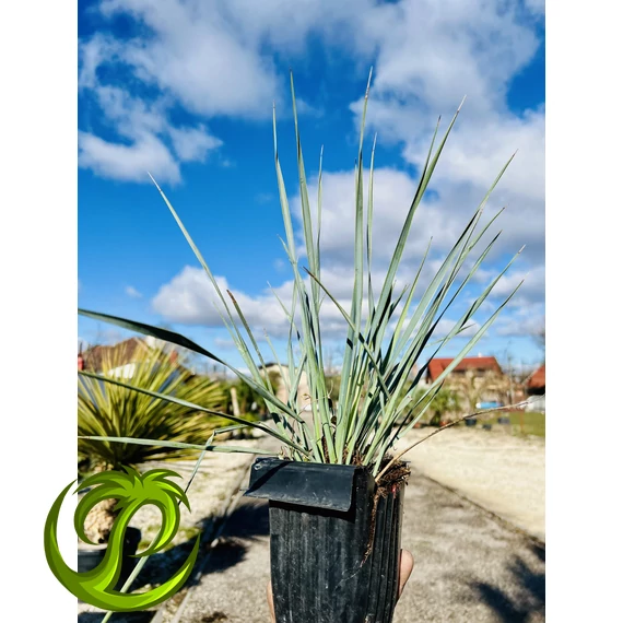 Yucca Rostrata 40-50cm tálcás cserépből