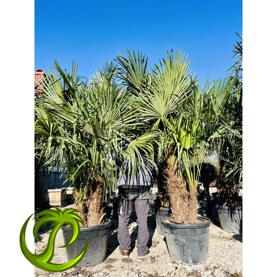 Kínai kenderpálma (trachycarpus fortunei) nagy csoport 250-280cm teljes magasság