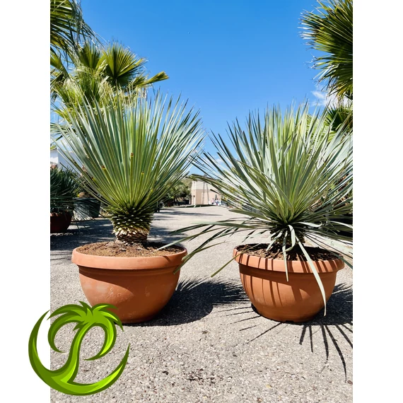 Yucca Rostrata 80-90cm 