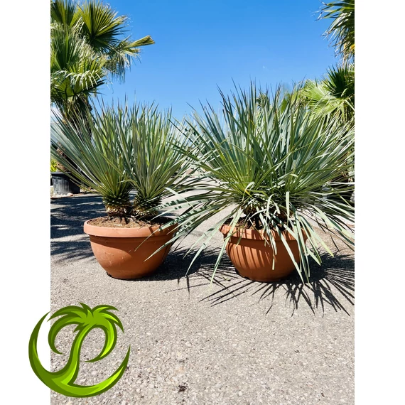 Yucca Rostrata dupla törzzsel 70-90cm teljes magasság