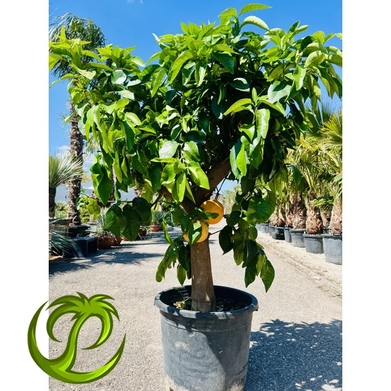 Citrus paradisi termő grapefruit fa 160cm teljes magasság