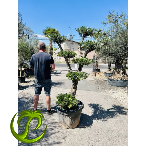 Olea Europaea Pom-Pom 210cm teljes magasság