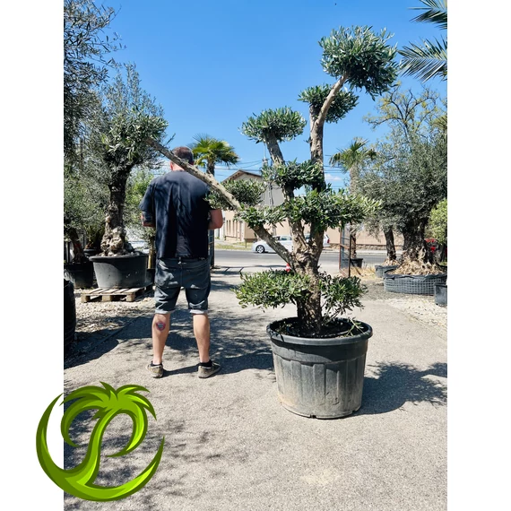 Olea Europaea Pom-Pom 220-230cm teljes magasság