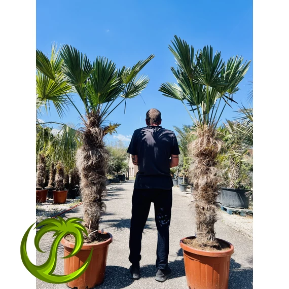Japán Kenderpálma (Trachycarpus wagnerianus) 110-120cm törzzsel, 210-220cm teljes magasság