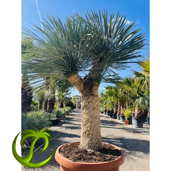 Yucca Rostrata 3 fejjel, 220cm teljes magassággal