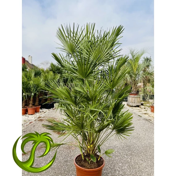 Chamaerops Humilis (lószőrpálma) 160-180cm