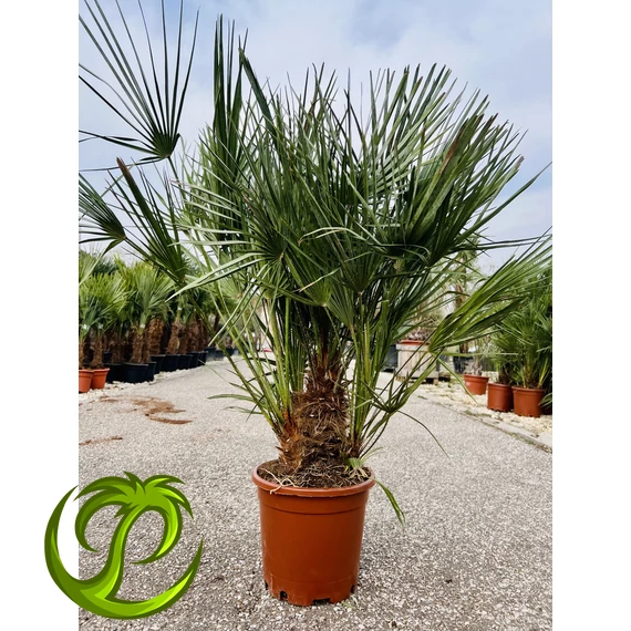 Chamaerops Humilis (lószőrpálma) 110-130cm extra