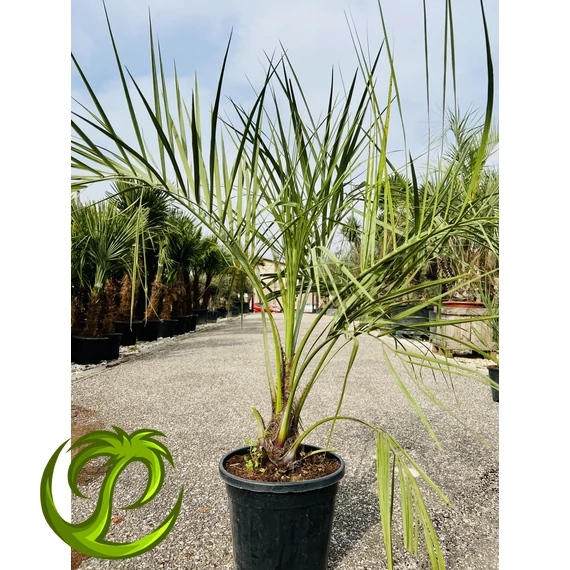 Butia Odorata Silver 120-130cm teljes magasság