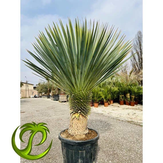 Yucca Rostrata 150cm