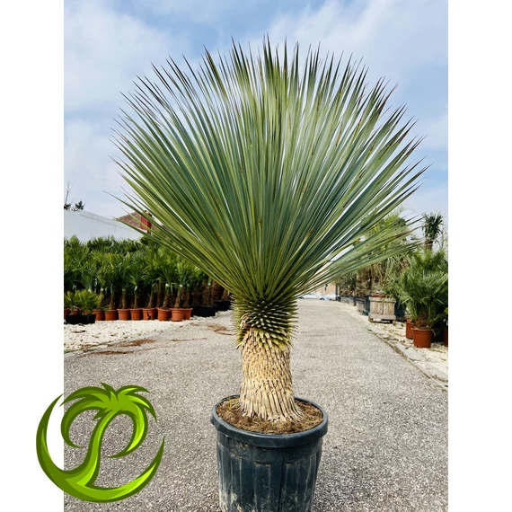 Yucca Rostrata 155cm