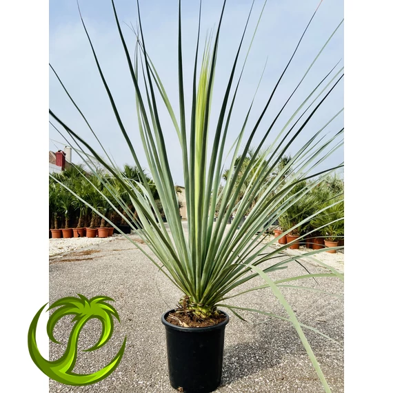Nolina Nelsonii 120cm teljes magasság