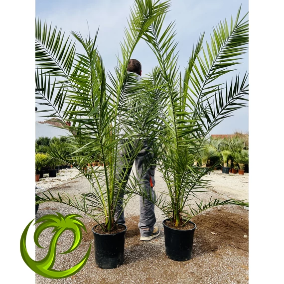 Kanári datolyapálma (Phoenix Canariensis) 170-200cm