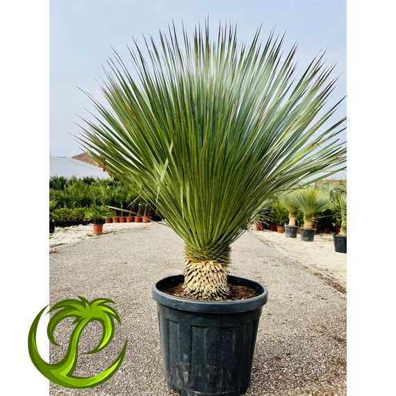 Yucca Rostrata 120-130cm teljes magasság