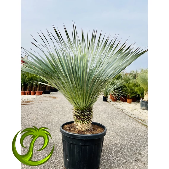 Yucca Rostrata 100-110cm teljes magasság