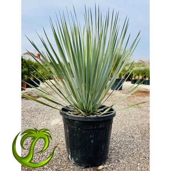 Yucca Rostrata 70-80cm