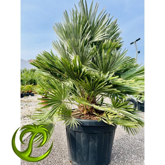 Chamaerops Humilis Vulcano 110-130cm