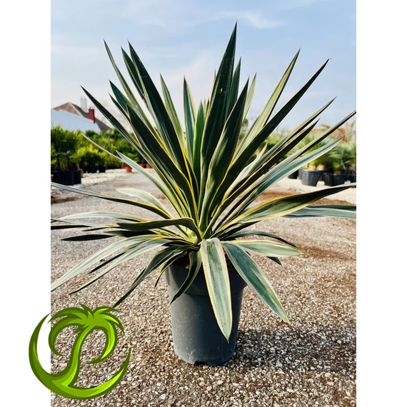 Yucca Gloriosa 65-75cm