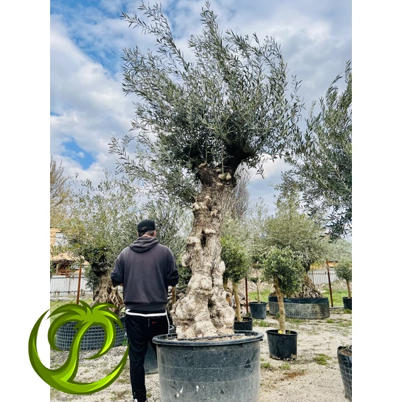 Olea Europaea 4.