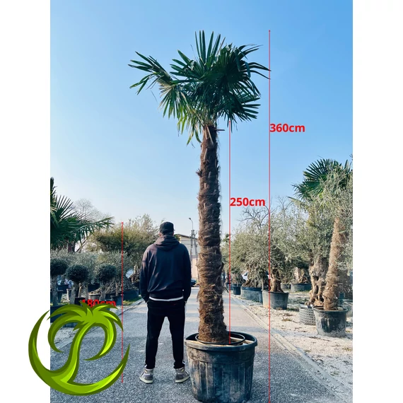 Kínai kenderpálma (trachycarpus fortunei) 250cm törzzsel, 360cm teljes magasság