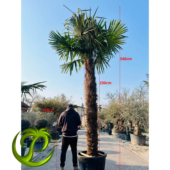 Kínai kenderpálma (trachycarpus fortunei) 230cm törzzsel, 340cm teljes magasság