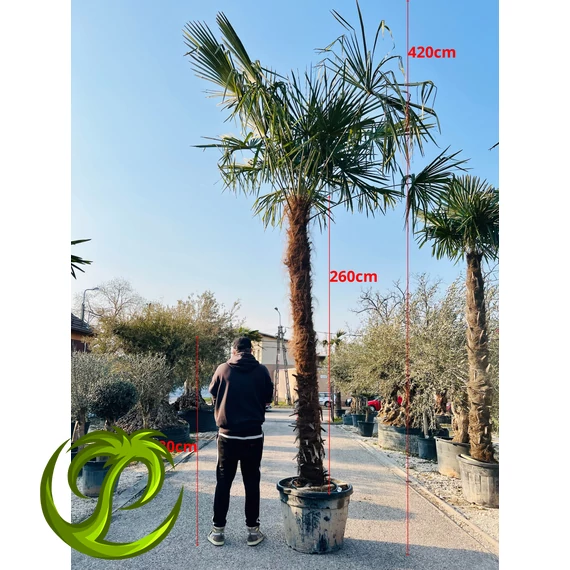 Kínai kenderpálma (trachycarpus fortunei) 260cm törzzsel, 420cm teljes magasság