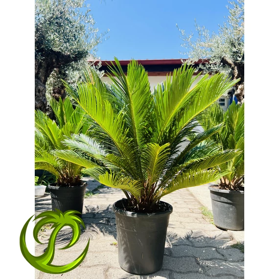 Cycas Revoluta 70-90cm EXTRA