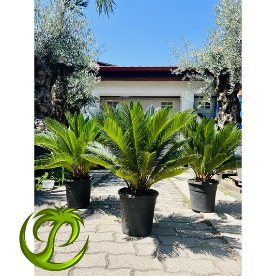Cycas Revoluta 70-90cm EXTRA
